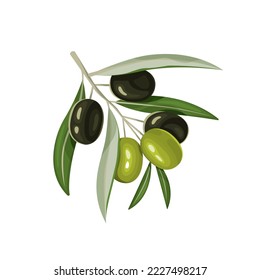 Small sprig with green leaves and ripe olives.