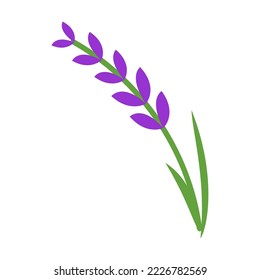 Small sprig of lavender. Colorful symbol of France. Cartoon vector illustration. France, culture, flora concept