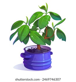 A small sprout of ficus planted stylishly in a pot on a white background