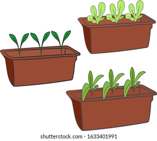Small sprouts in a long pot, set. Seedlings are growing. Gardening. Isolated elements on a white background.