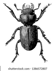 El Pequeño escarabajo Stag es común en el sur de Inglaterra, dibujo de líneas antiguas o ilustración de grabado.