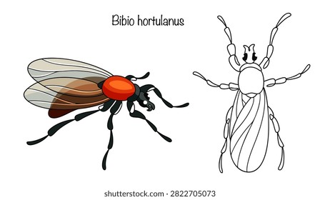 A small, stout-bodied fly with long legs and transparent wings, hand-drawn. A color vector illustration suitable for various uses. Bibio hortulanus.