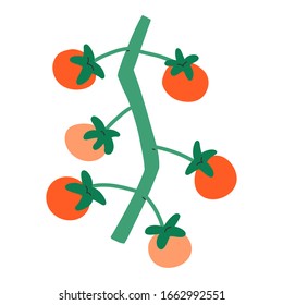 Small tomatoes on branch, cherry sweet red little tomatoes, isolated vector illustration, fresh organic vegetable, symbol of farmring and agriculture