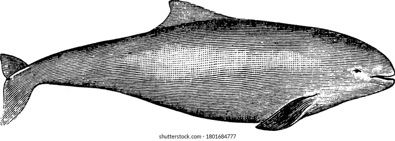 A small toothed ocean fish that is about 6 feet in length   has blunt head not produced into long beak    thick body tapering toward the tail  vintage line drawing engraving illustration 