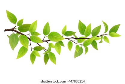 Small tree branch with green leaves. Detailed vector plant, isolated on white background.