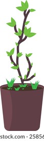 small tree to grow in a pot