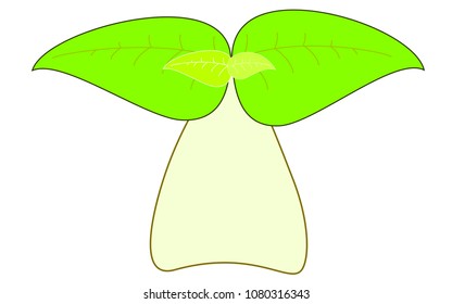 Small tree  on  white background