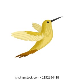 Small tropical bird in flying action. American hummingbird with long beak and yellow-brown plumage. Flat vector design