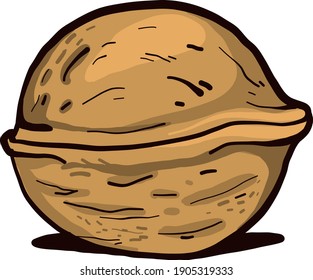 Small walnut, illustration, vector on a white background.