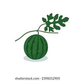 Small watermelon and leaf vector illustration isolated on white background. Baby watermelon