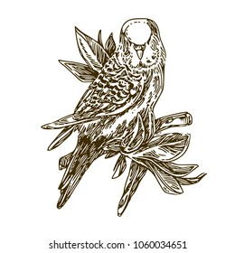 Small wavy parrot sitting on branch with leaves. Engraving style. Vector illustration.