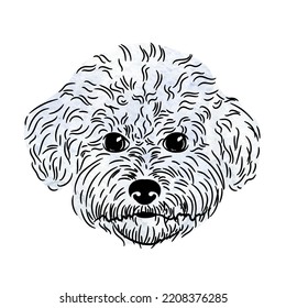 Small white curly haired dog. Terrier shaggy head, funny dog. Shaggy dog breed drawing. Contonese, maltese, bolognese. Watercolor vector drawing.