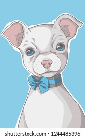 Small white short haired Chihuahua dog  with blue eyes and ribbon collar portrait vector graphic illustration