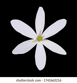 Small white spring flower. Eps10 vector stock illustration