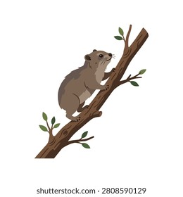 Small wild mammal climbing on a tree branch isolated on white background vector set.