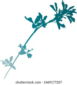 Small wildflowers. Silhouette of a branch of grass with leaves and flowers. Close-up. Curved twig. Young plant. Medicinal herb. Spicy grass. Isolated vector illustration. Black on white.