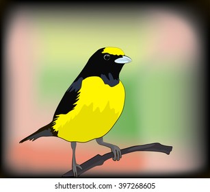 small yellow bird illustration tree canaria wild tropical