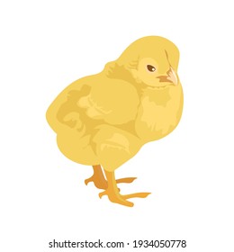 Small yellow chicken isolated on white background: vector image. Easter holiday. farm animals concept