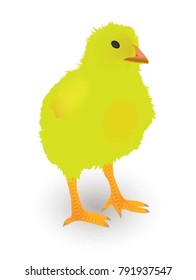 Small yellow chicken on white background, vector