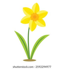 Small Yellow Daffodil Isolated on White Background