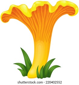 Small yellow edible mushroom. Chanterelle with a curved ginger stripe turning into a bright yellow mushroom cap, growing in the green grass. Isolated on white background.