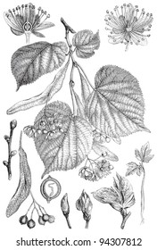 Lime de hojas pequeñas (Tilia cordata) / ilustración vintage de Meyers Konversations-Lexikon 1897