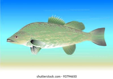 Smallmouth Bass