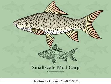 Smallscale Mud Carp. Vector illustration with refined details and optimized stroke that allows the image to be used in small sizes (in packaging design, decoration, educational graphics, etc.)