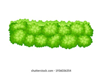 Small-sized Bush as Perennial Woody Plant with Dense Foliage Cover Vector Illustration