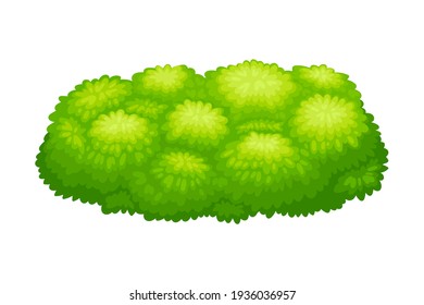 Small-sized Bush as Perennial Woody Plant with Dense Foliage Cover Vector Illustration