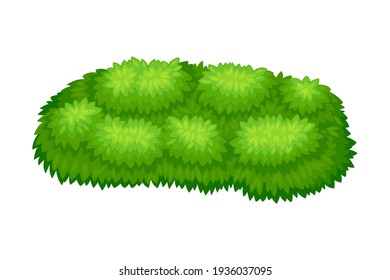 Small-sized Bush as Perennial Woody Plant with Dense Foliage Cover Vector Illustration