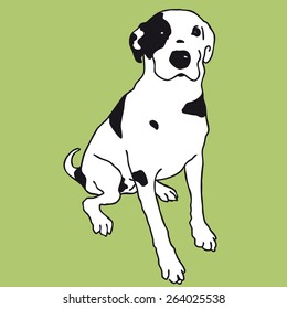 Smart black and white dog. Smart dog. Darling dog. Man's best friend. Black and white doggy. Crafty and sly doggie. Flatten isolated illustration master vector.