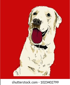 smart and happy white Labrador portrait with her tongue sticking out very long   