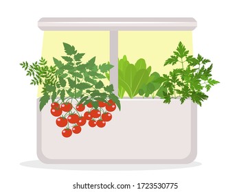 Elegante jardín interior. Imagen plana aislada del vector sobre fondo blanco. Jardín elegante en el umbral de la ventana.Concepto de verduras modernas en casa. Tomates interiores