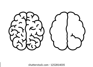 Smart and stupid. Hemispheres of the brain with one and with many gyrus