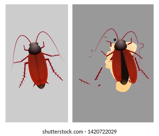 smashed dead cockroach vector illustration