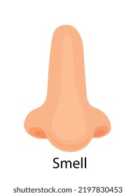 Smell sense organ. Sticker for social networks. Gathering information about world, smells. Human nose on white background, infographics, biology and anatomy. Cartoon flat vector illustration