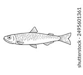 smelt fish line vector illustration,isolated on white background,top view