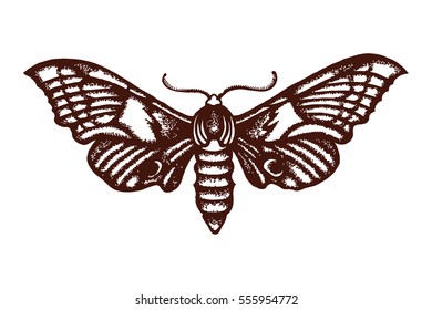 Smerinthus ocellatus. Sphingidae. Insect. The biological illustration. Wildlife. Entomology. Hand drawn. Vector illustration. 