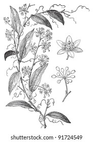 Smilax Pseudo Syphilitica (Medicinal plant) - Vintage illustration from Meyers Konversations-Lexikon 1897