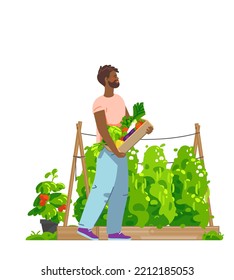 Smiling African Man Carrying Box Full Of Harvested Vegetables In Kitchen Garden. Wooden Raised Garden Bed With Green Peas And Tomatoes In Pot. For Gardening Or Farming. Vector Flat Illustration