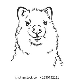 Smiling australian kwokka, vector sketch illustration 