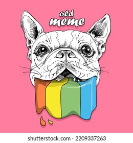 Smiling Boston Terrier dog. Grime art. Doodled upon with drooping, cartoonish drops of slimy flesh in vibrant colours. Rainbow. Humor card, hand drawn style. Vector illustration.