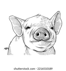 Smiling Cute Litte Pig, Hand Drawn Illustration Vector