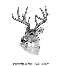 Smiling Deer, Hand Drawn Wild Animal Illustration