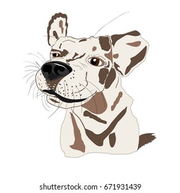 Smiling dog