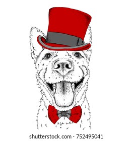 A smiling dog  in old hat. Vector illustration