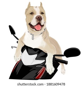 Ein lächelnder Hund auf Motorrad-Vektorkunst