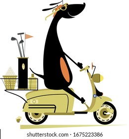 Smiling dog rides a scooter and goes to play golf isolated illustration. Smiling dachshund on the scooter is on the way to the golf course isolated on white
