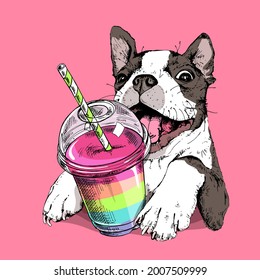 Smiling funny Boston Terrier with the rainbow Smoothie cocktail. Humor card, t-shirt composition, hand drawn style print. Vector illustration.